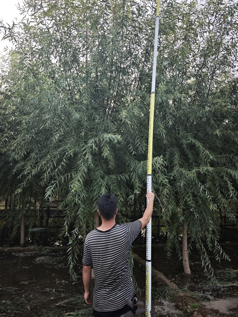 旱柳速生柳3公分8公分各种规格都有产地直供大量