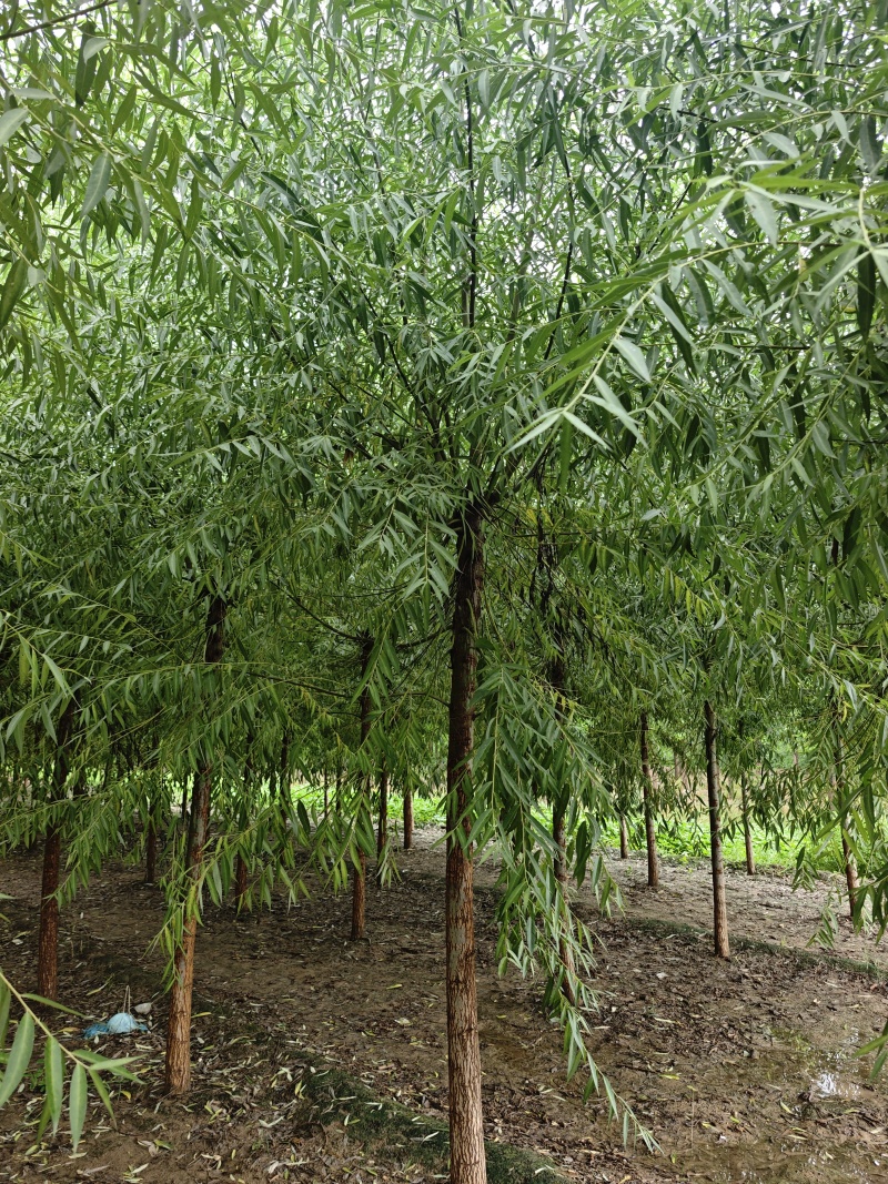 旱柳速生柳3公分8公分各种规格都有产地直供大量