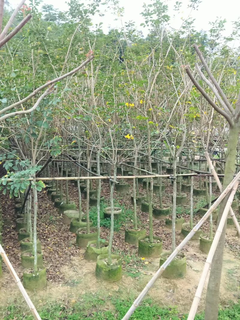 黄花风铃3-7分黄花风铃一手货源价格优惠