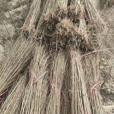 榆树苗1~10cm。产地供应裸根土球均可操作。
