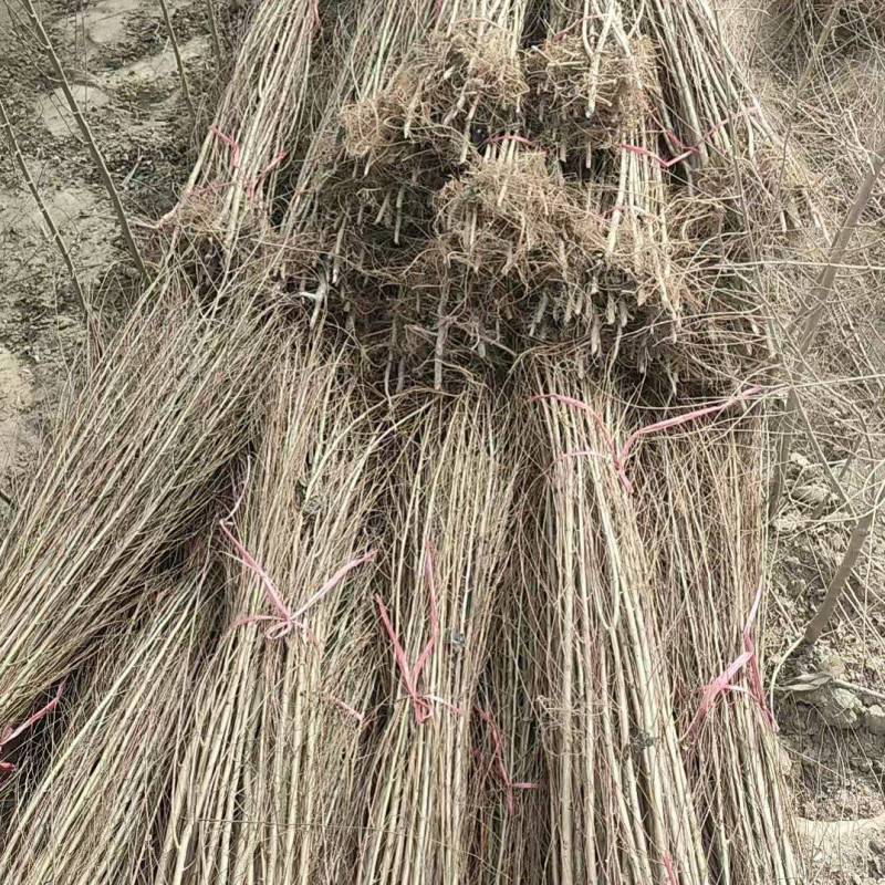 榆树苗1~10cm。产地供应裸根土球均可操作。