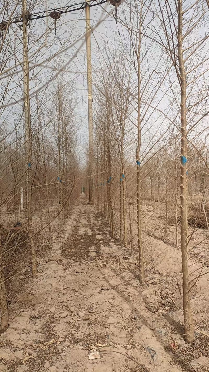 榆树苗1~10cm。产地供应裸根土球均可操作。