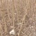 榆树苗1~10cm。产地供应裸根土球均可操作。