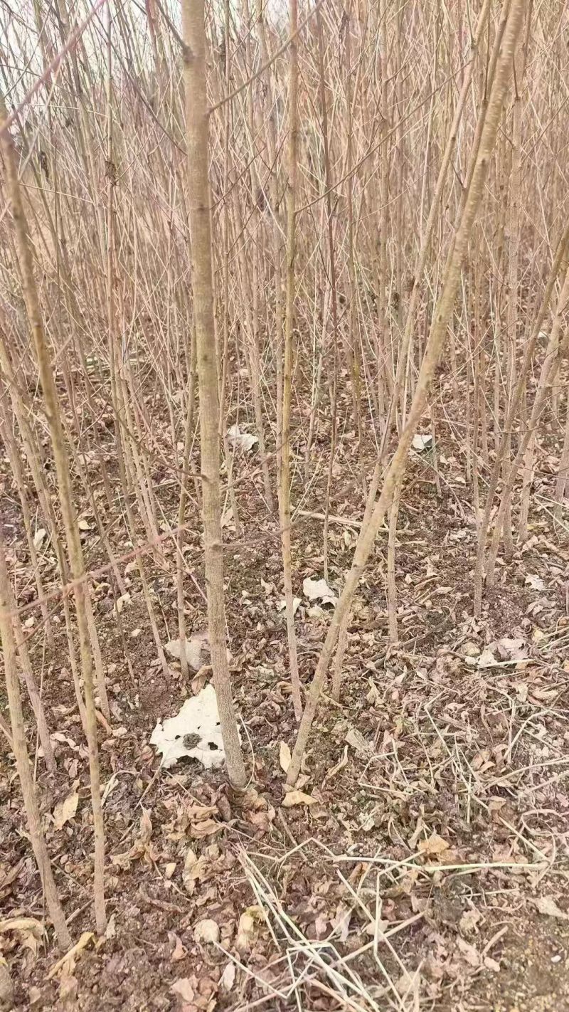 榆树苗1~10cm。产地供应裸根土球均可操作。