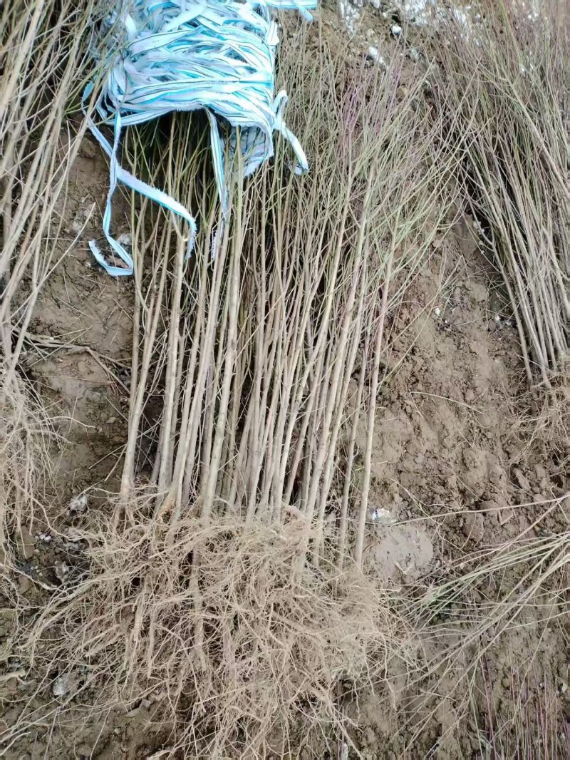 榆树苗1~10cm。产地供应裸根土球均可操作。