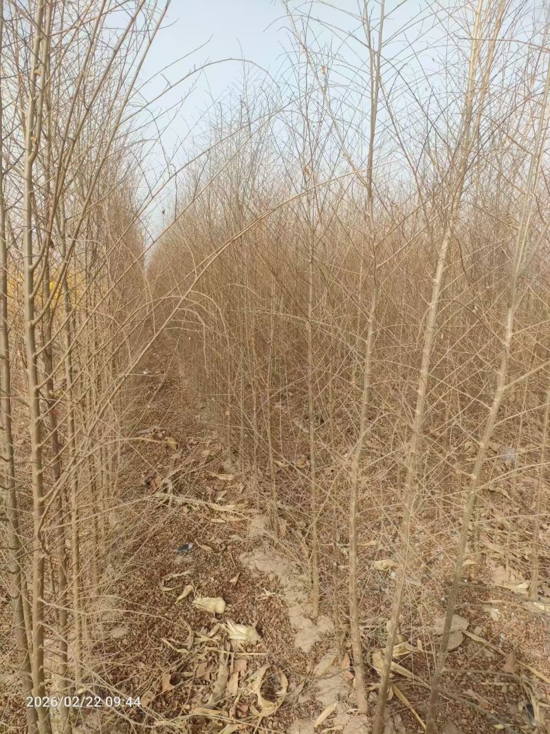 榆树苗1~10cm。产地供应裸根土球均可操作。
