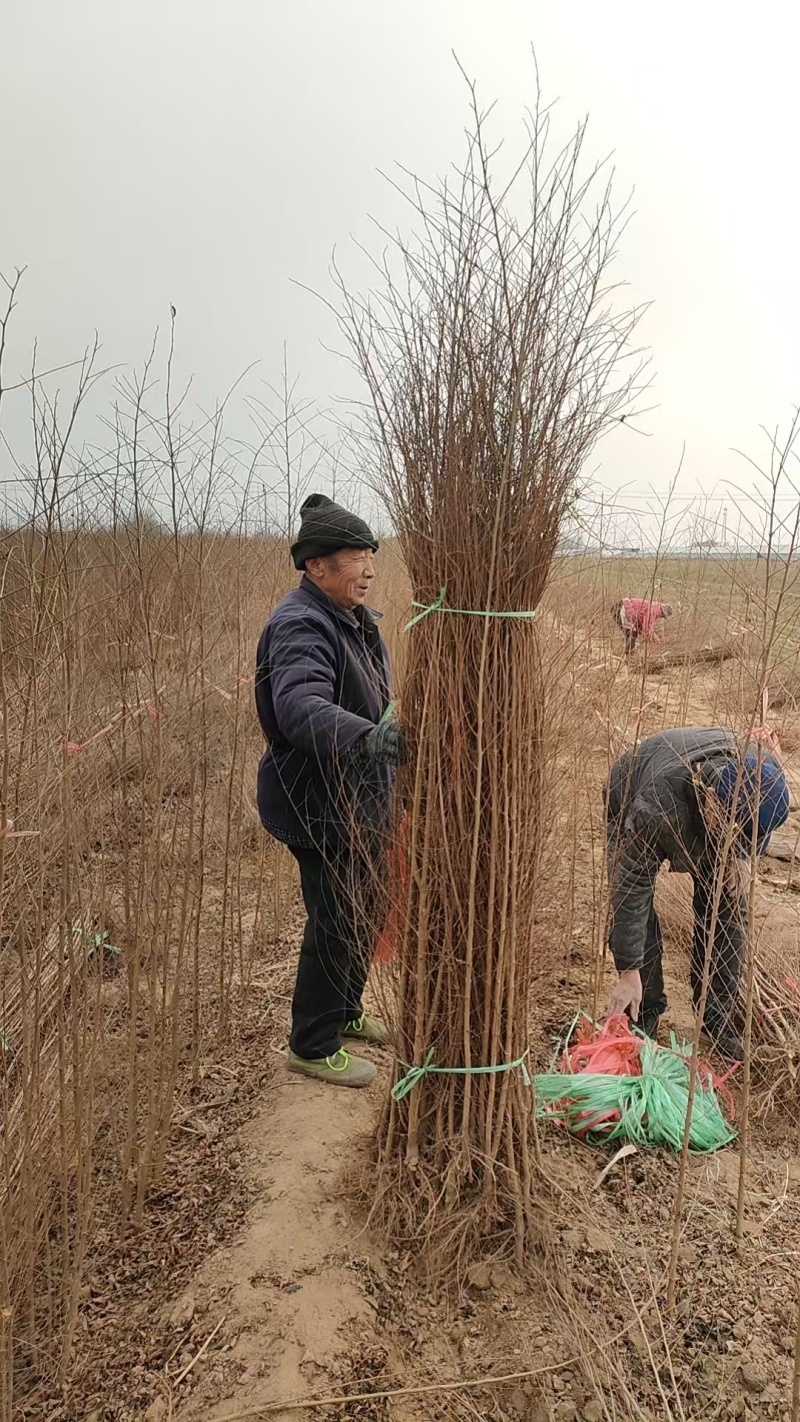 榆树苗1~10cm。产地供应裸根土球均可操作。