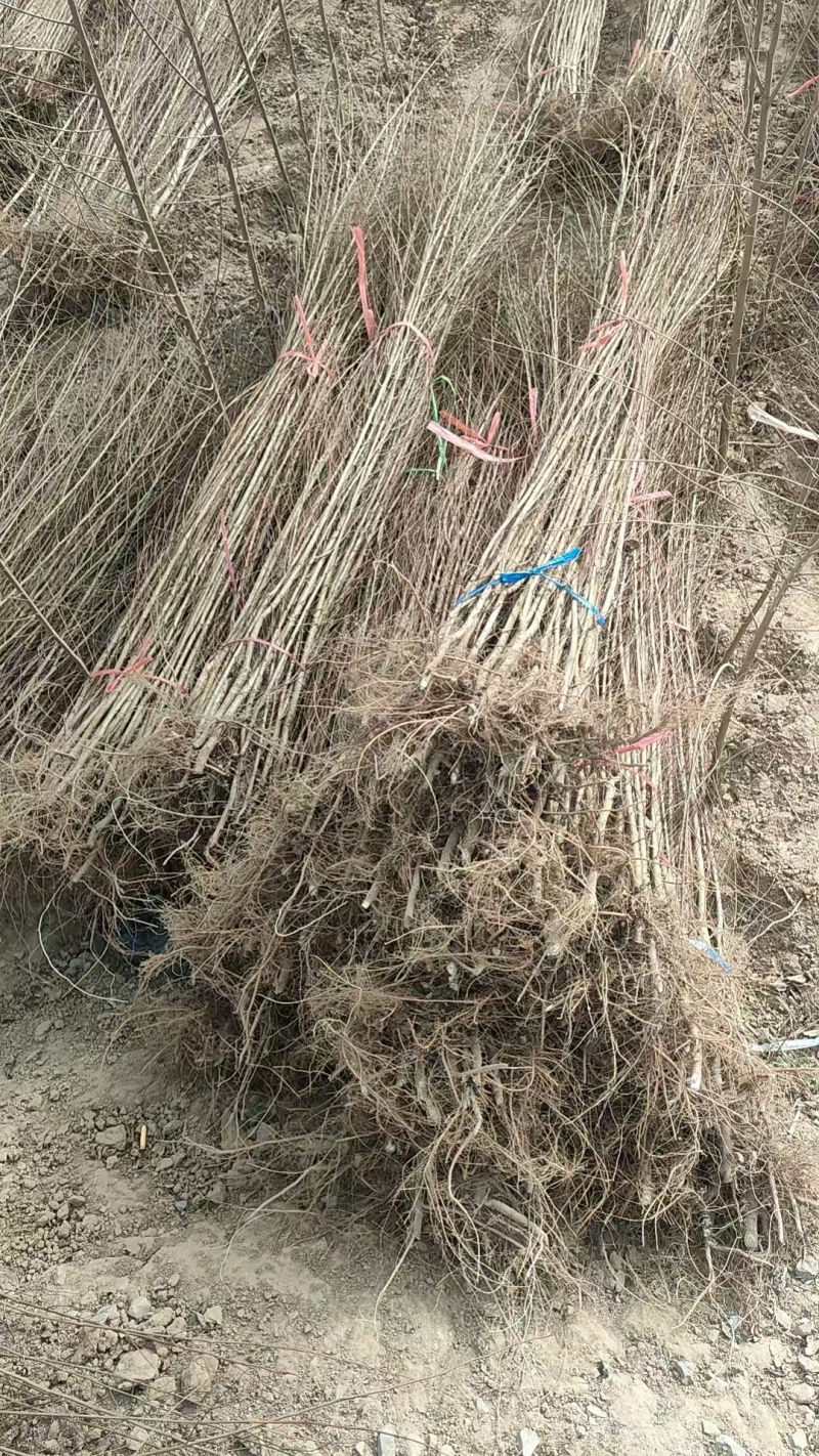 榆树苗1~10cm。产地供应裸根土球均可操作。
