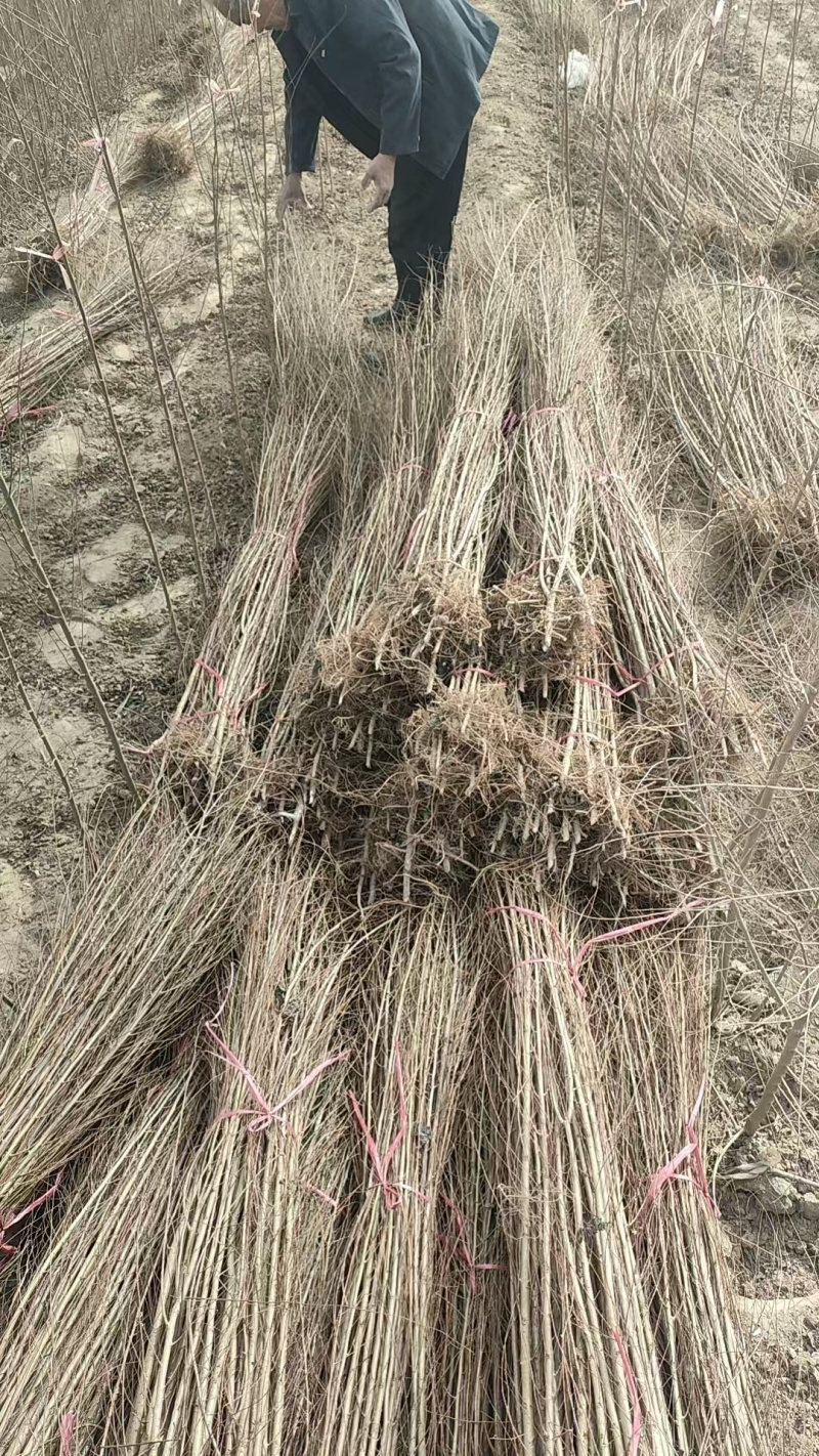榆树苗1~10cm。产地供应裸根土球均可操作。