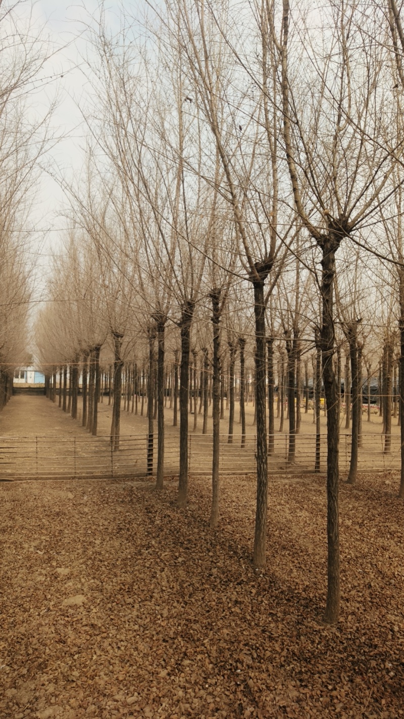 榆树苗1~10cm。产地供应裸根土球均可操作。