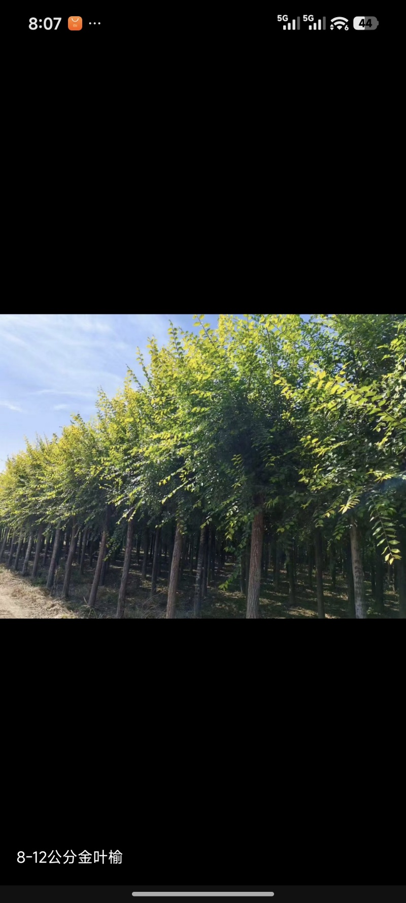 金叶榆绿化苗木对接全国/随时基地考察/全国发货