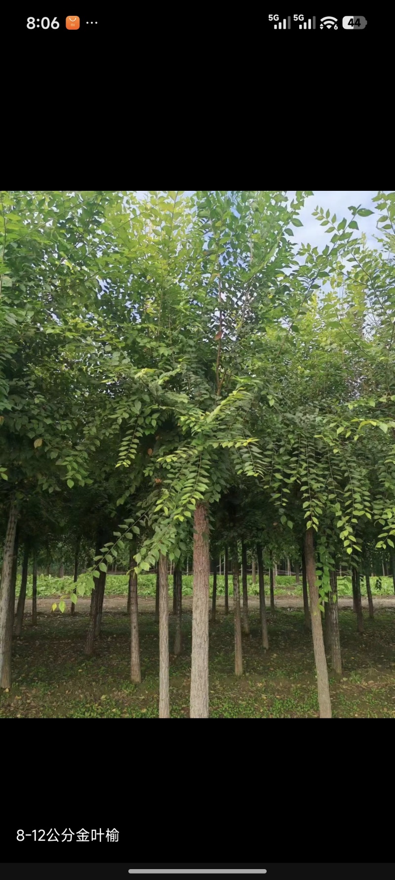 金叶榆绿化苗木对接全国/随时基地考察/全国发货