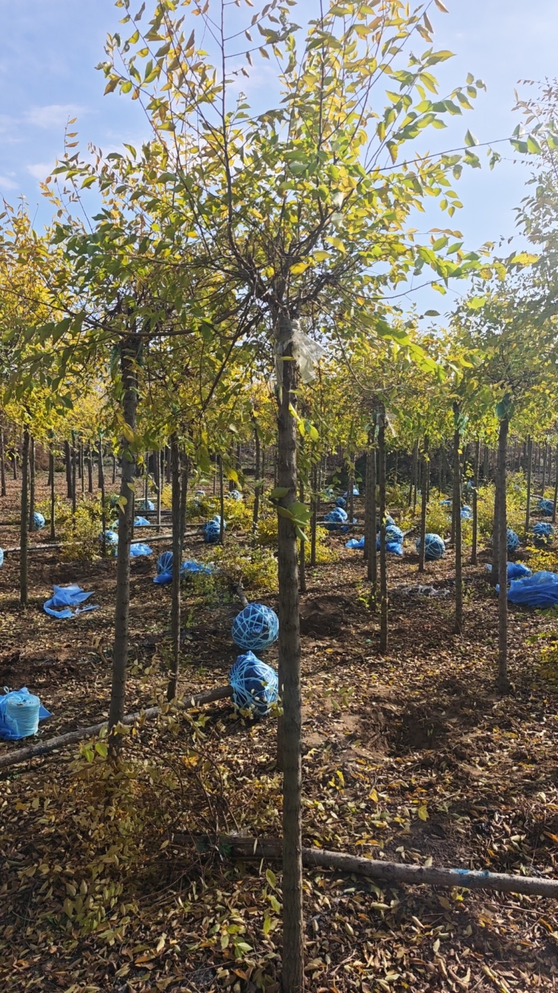 金叶榆绿化苗木对接全国/随时基地考察/全国发货