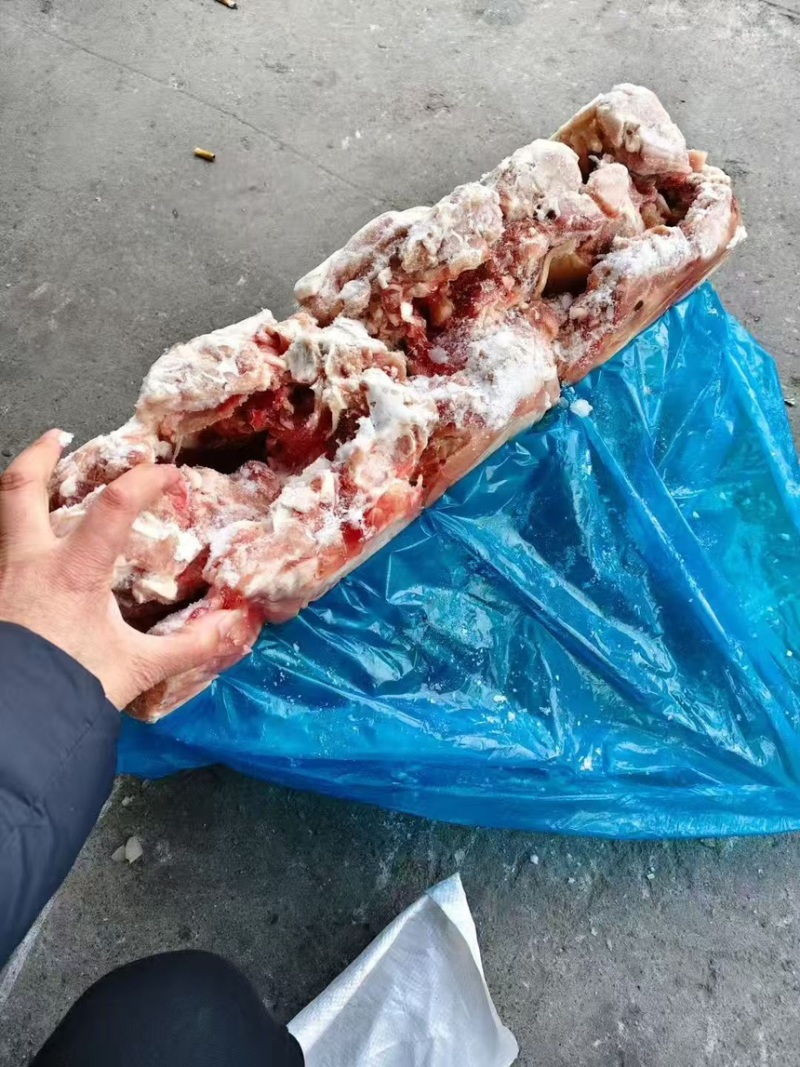 无耳猪头