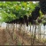 自带花香，清甜可口，全国发货欢迎各位大佬合作。