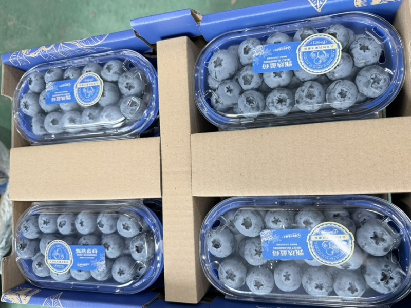 丹东L11蓝莓精品8合一价格美丽欢迎选购
