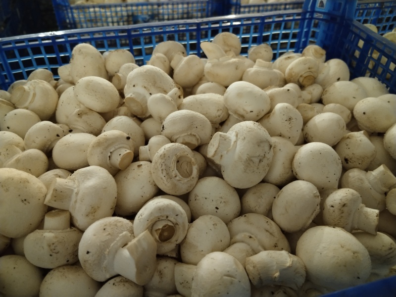 双孢菇每日3吨通货