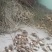 湖南省新化县大熊山林场山货石蒜6元石菖蒲35元