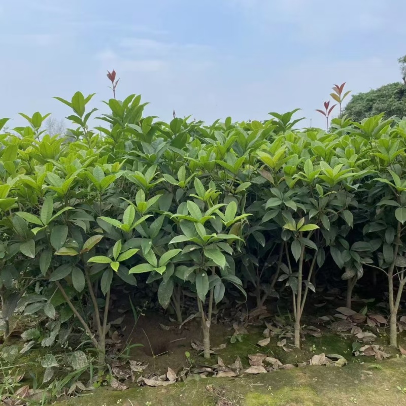 大量出售桂花树