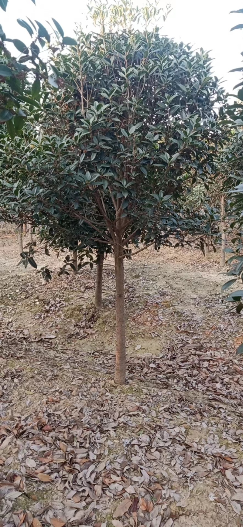 大量出售桂花树