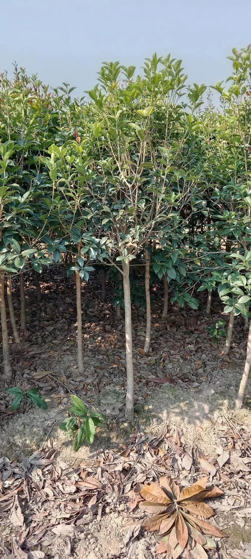 大量出售桂花树