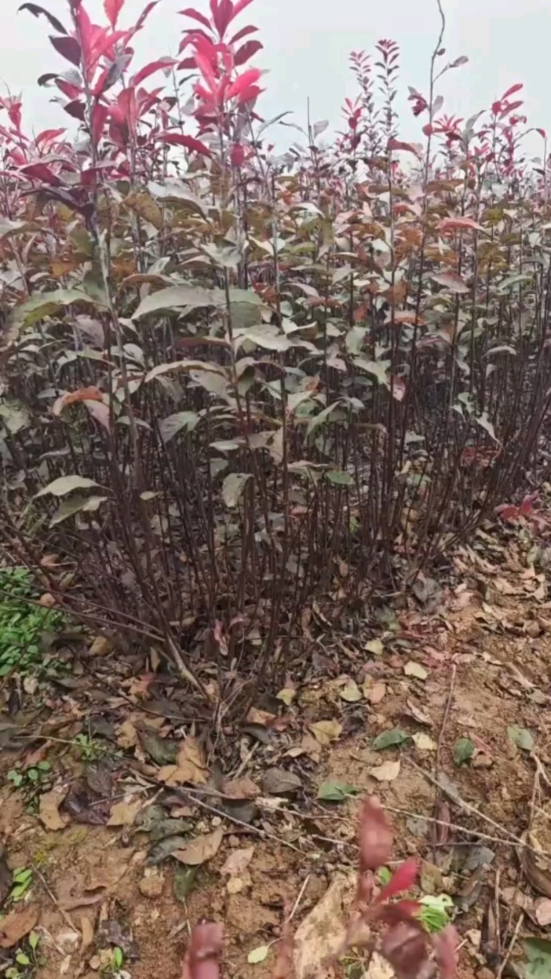 紫叶矮樱