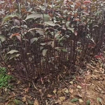 紫叶矮樱