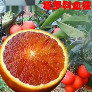 脐橙，二月红脐橙树上挂树鲜果口感甜，皮毛光滑漂亮