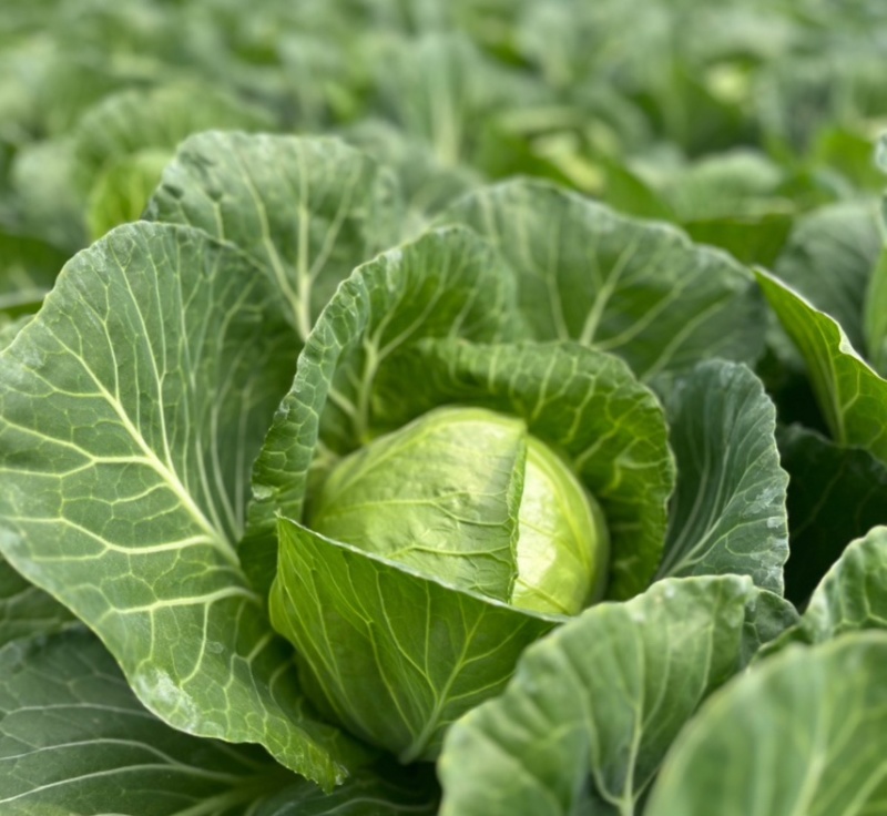 甘蓝、水果甘蓝、牛心甘蓝、大量供应