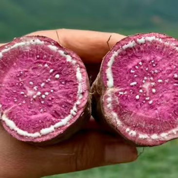 紫薯