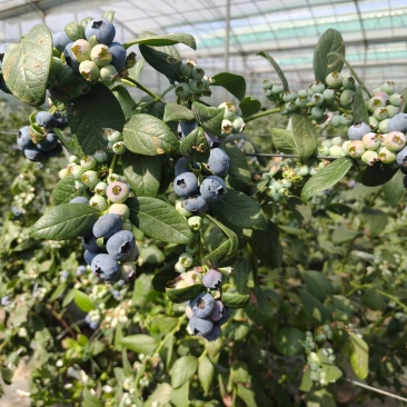 正宗大凉山L25花香蓝莓