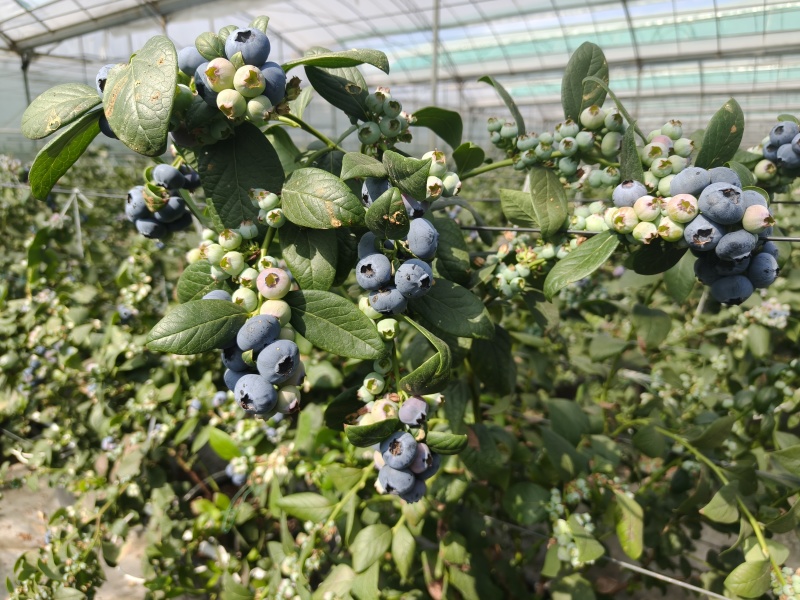 正宗大凉山L25花香蓝莓