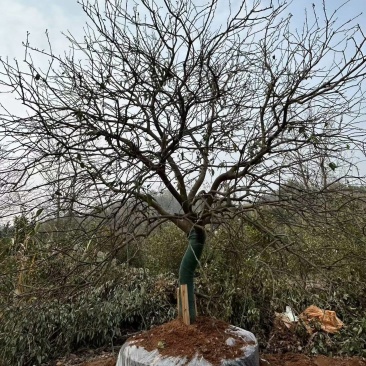 4米容器香橼苗圃基地直益阳木子