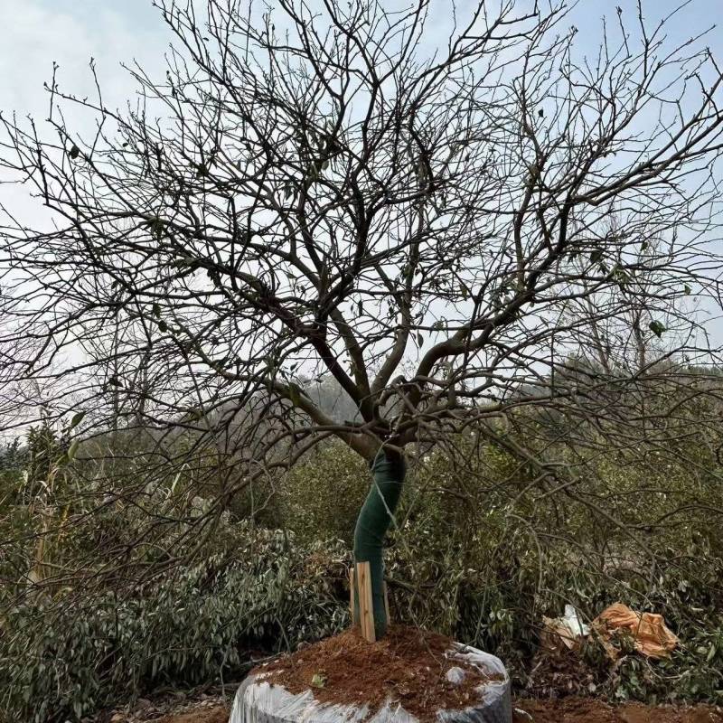4米容器香橼苗圃基地直益阳木子