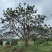4米容器香橼苗圃基地直益阳木子