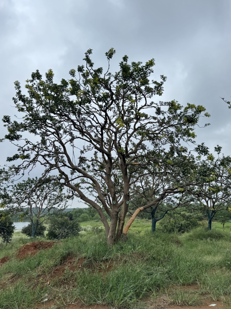 4米容器香橼苗圃基地直益阳木子