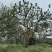 4米容器香橼苗圃基地直益阳木子