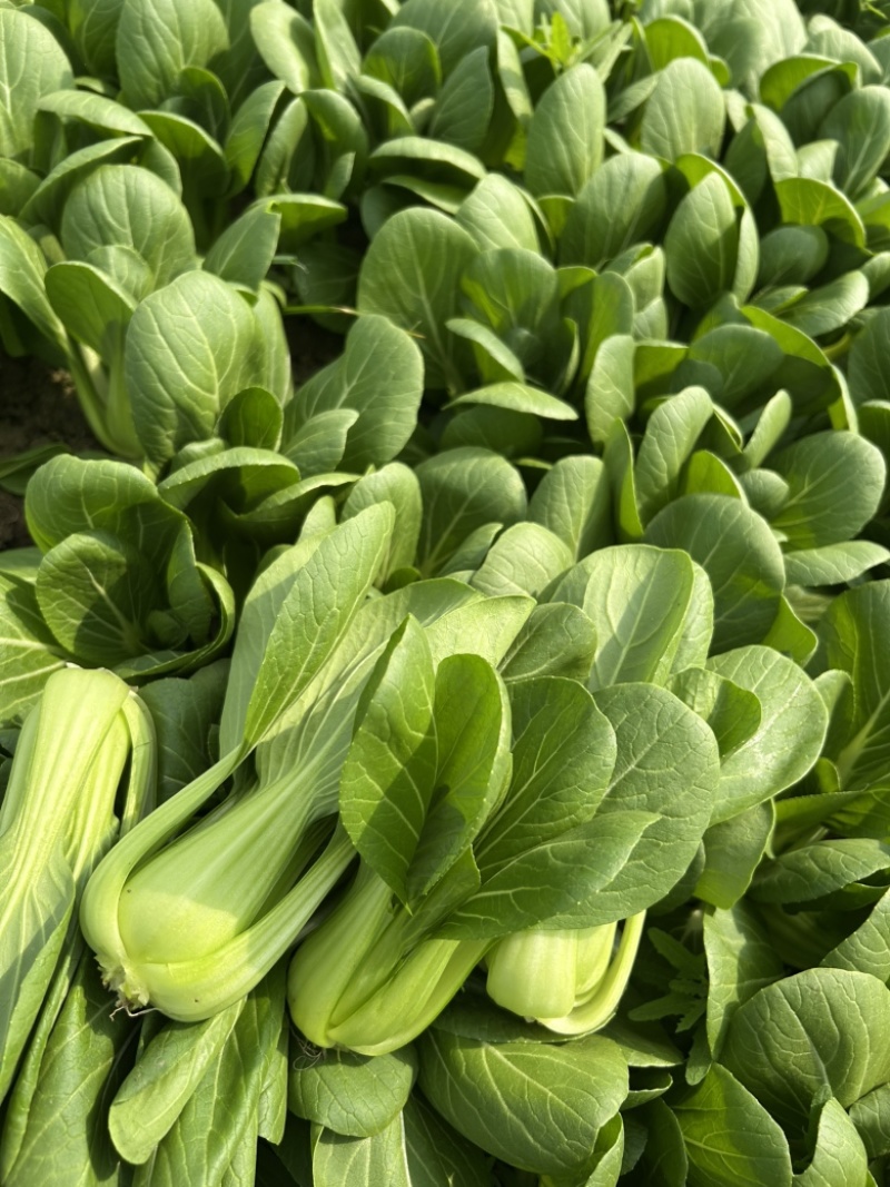 上海青，油菜