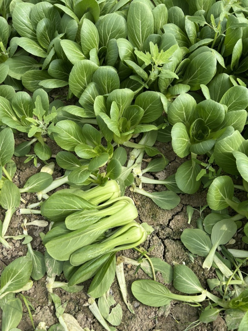 上海青，油菜