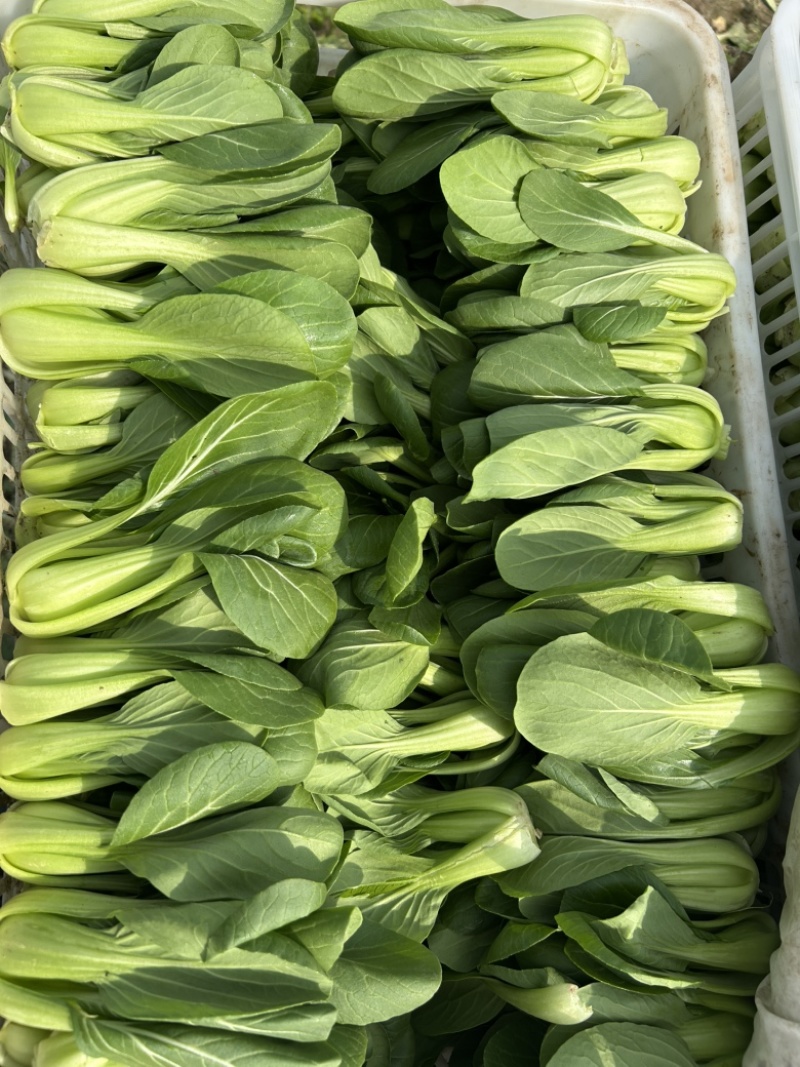 上海青，油菜