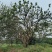 4-8米容器香橼苗圃基地直供欢迎来益阳找木子