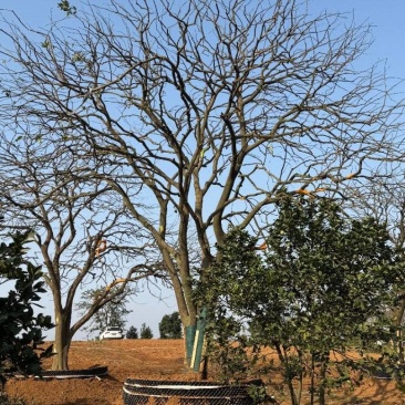 苗圃基地3-8米容器香橼直供欢迎来益阳找木子
