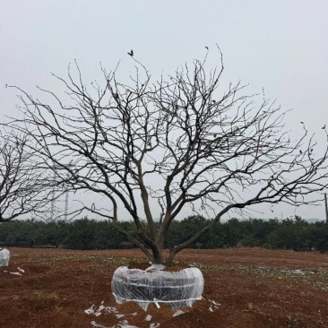3-8米容器香橼树苗圃基地直供欢迎来益阳找木子