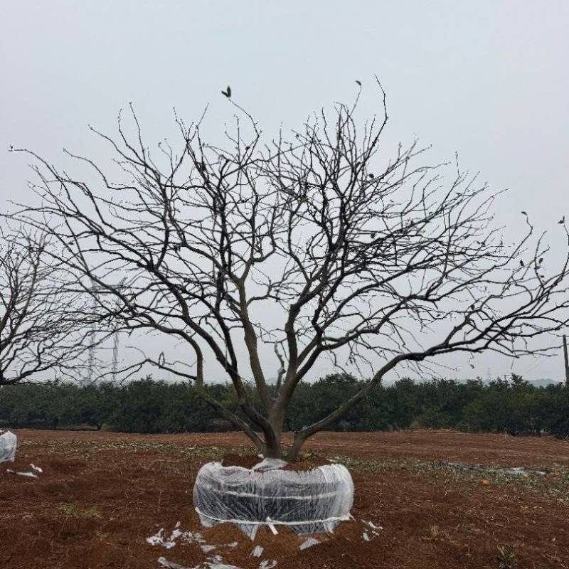 3-8米容器香橼树苗圃基地直供欢迎来益阳找木子