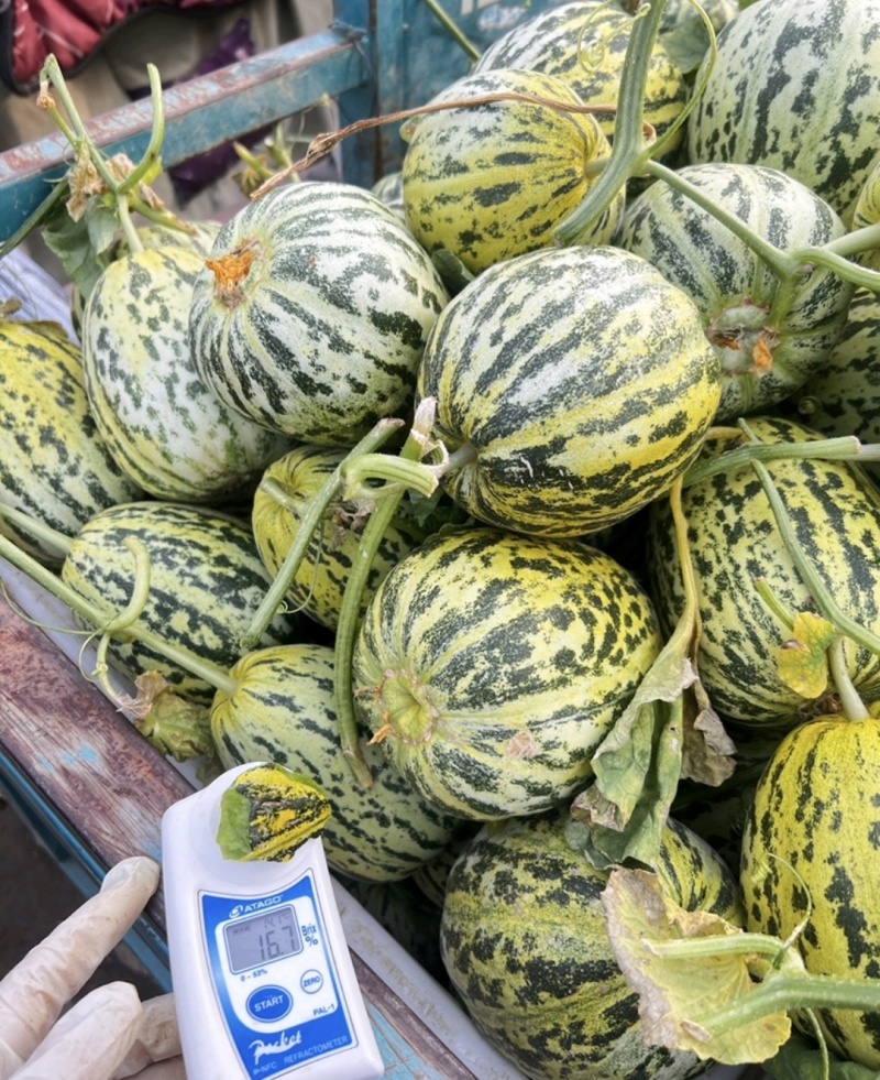 【精品】花蕾甜瓜甜度高实力供货万亩甜瓜产区欢迎采购
