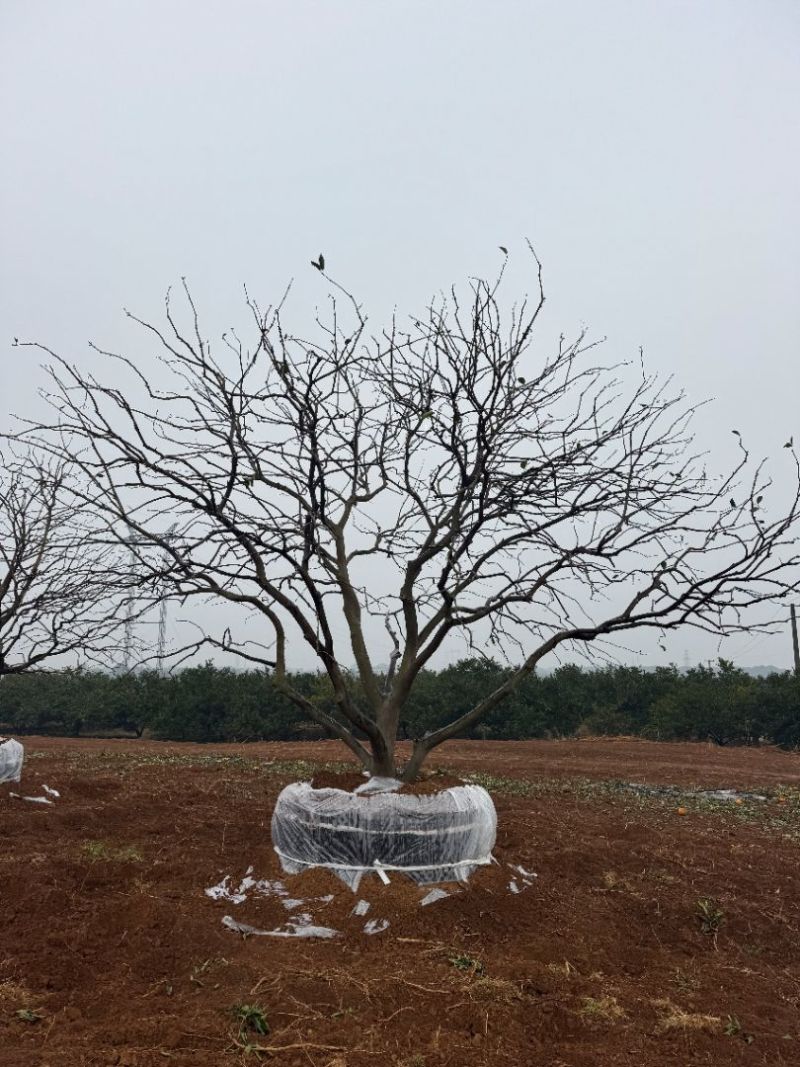 3-8米容器香橼树苗圃基地直供欢迎来益阳找木子