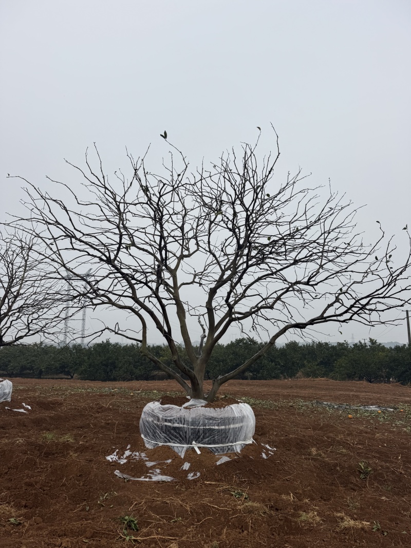 3-8米容器香橼树苗圃基地直供欢迎来益阳找木子