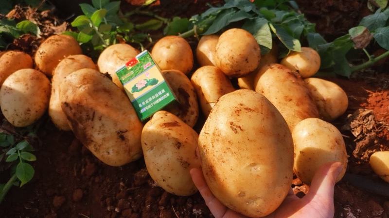 广西土豆大量上市。基地直发，规格齐全，品质保证