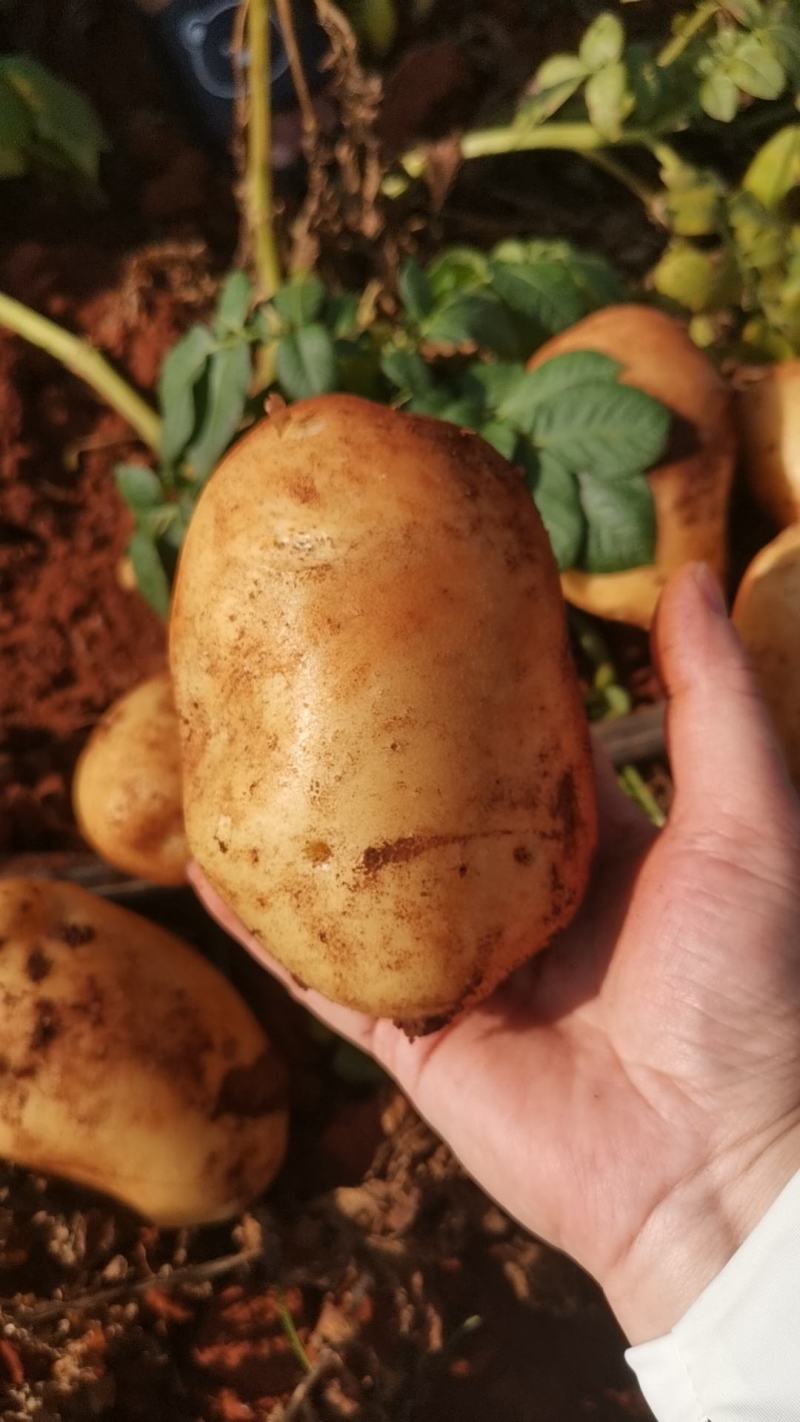 广西土豆大量上市。基地直发，规格齐全，品质保证
