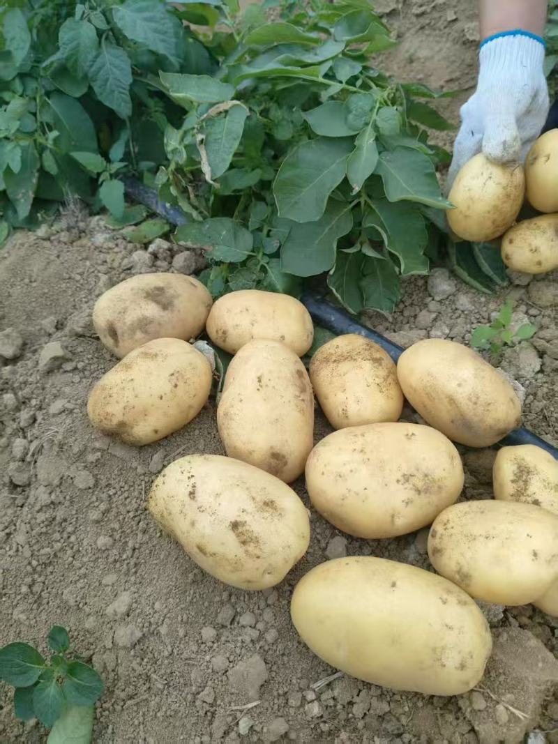 广西土豆大量上市。基地直发，规格齐全，品质保证